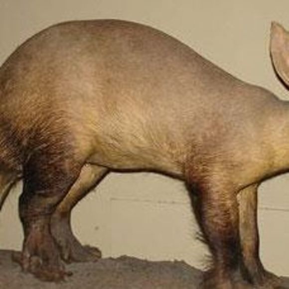 Meet your Posher, Gene - Picture 1 of 1